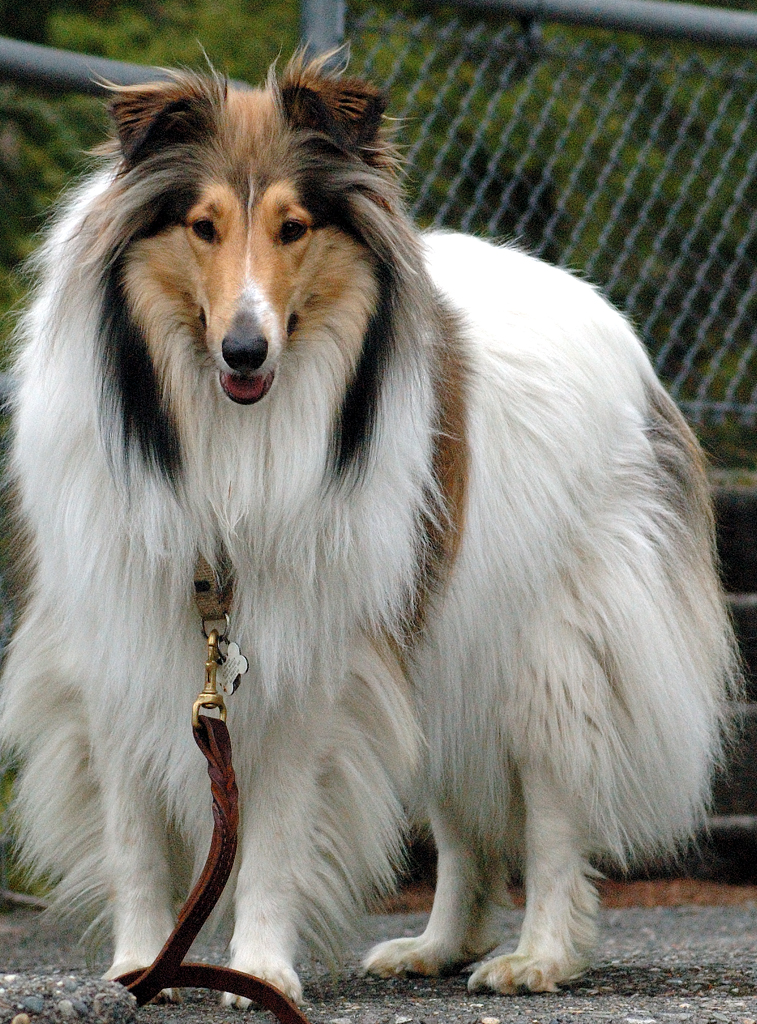 Gracie at Olympic Nat'l Park